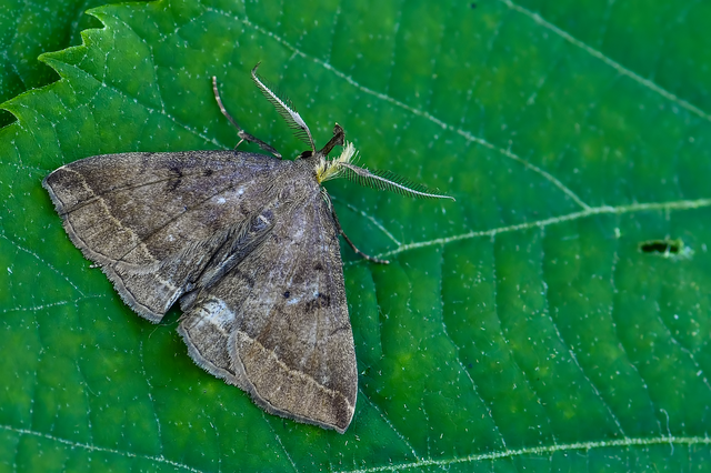 Pechipogo plumigeralis - tollascsápú karcsúbagoly