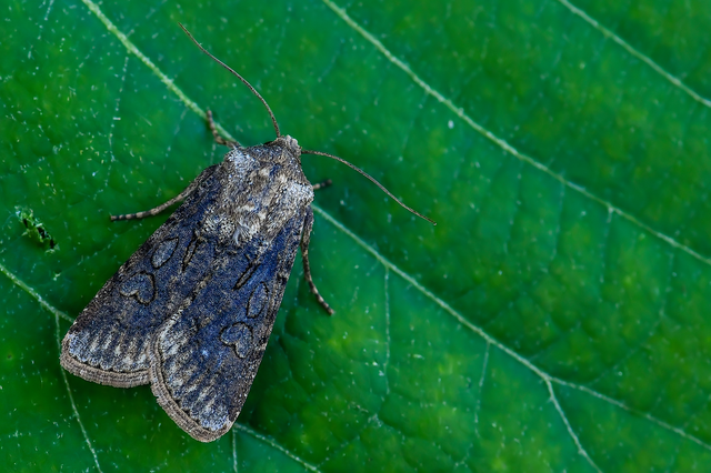 Agrotis segetum - vetési földibagoly