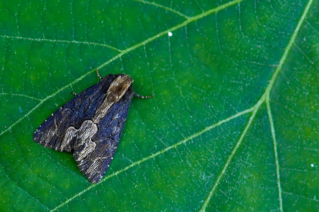 Dypterygia scabriuscula - szurokbarna nyáribagoly