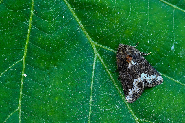 Oligia strigilis - kormos dudvabagoly