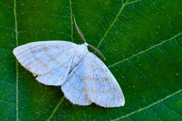 Cabera exanthemata - pettyes égeraraszoló