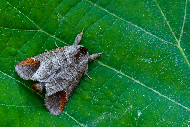 Clostera curtula - rövidszárnyú levélszövő