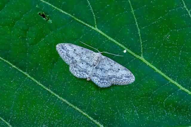 Idaea seriata - szürke apróaraszoló Idaea seriata - szürke apróaraszoló