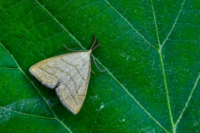 Polypogon tentacularia - sötétaljú karcsúbagoly