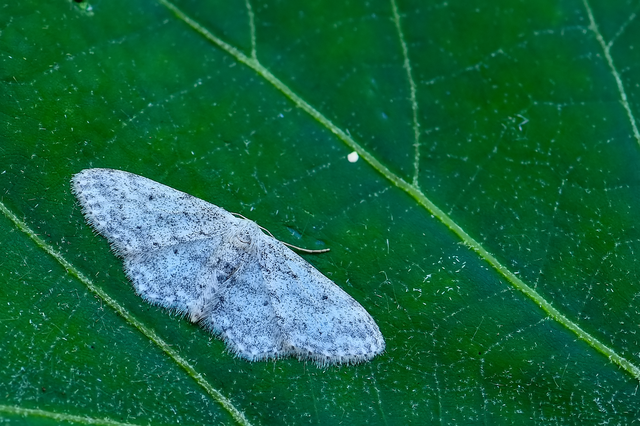 Idaea seriata - szürke apróaraszoló Idaea seriata - szürke apróaraszoló