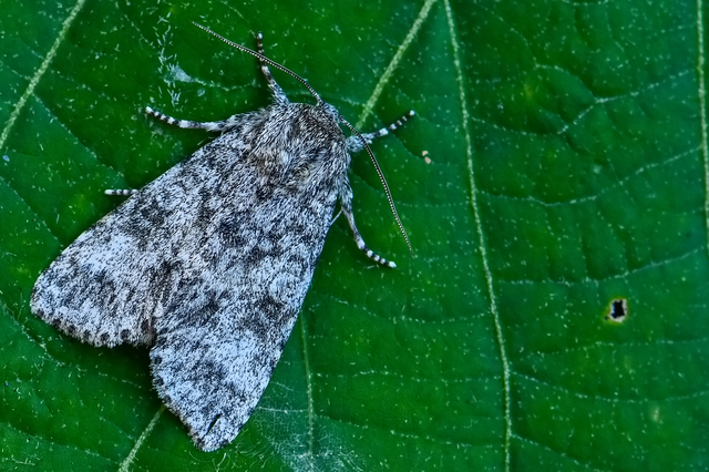 Acronicta megacephala - nagyfejű szigonyosbagoly