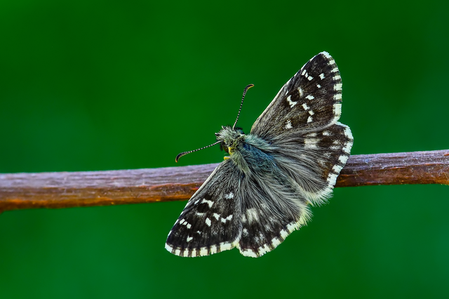 Pyrgus armoricanus - feles busalepke