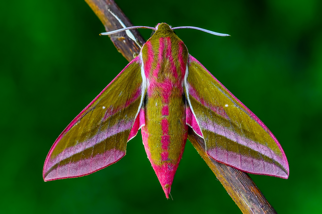 Deilephila elpenor - szőlőszender
