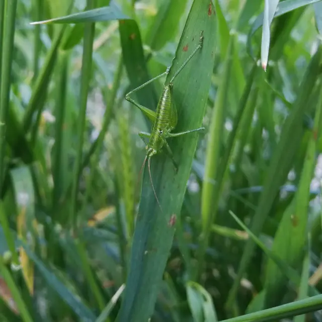 Tettigonia