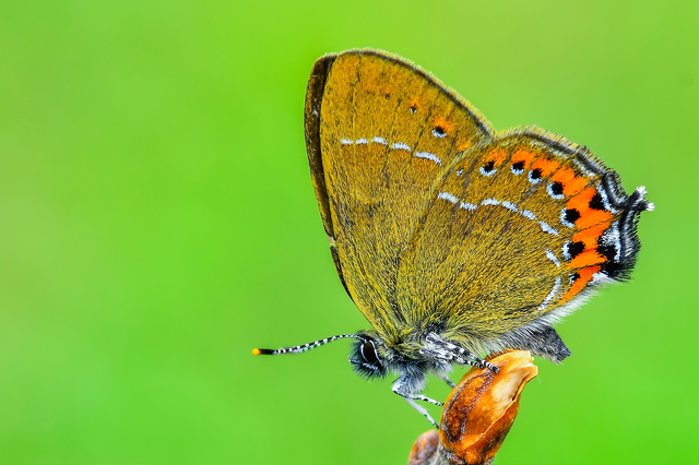 Satyrium pruni - szilvafa-csücsköslepke