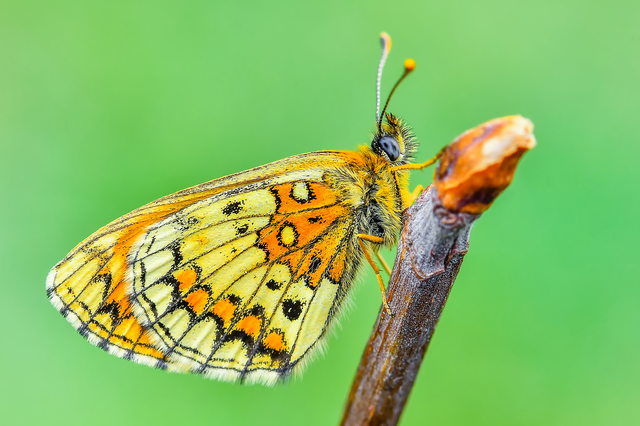 Melitaea athalia - közönséges tarkalepke