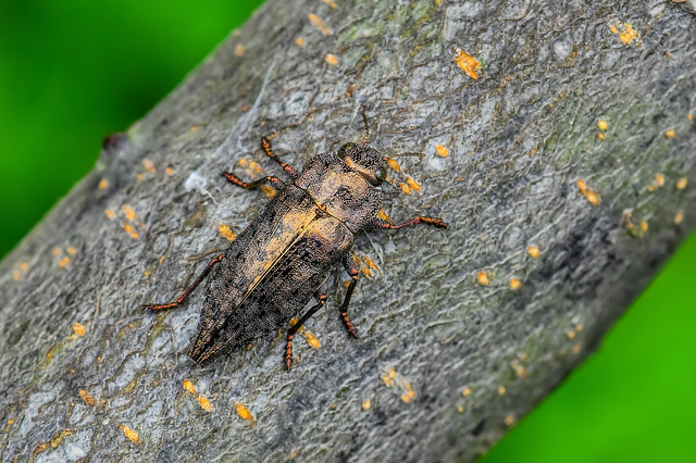 Dicerca berolinensis - bükkfa-díszbogár