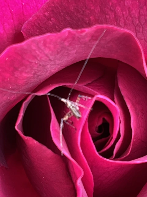 Phaneroptera
