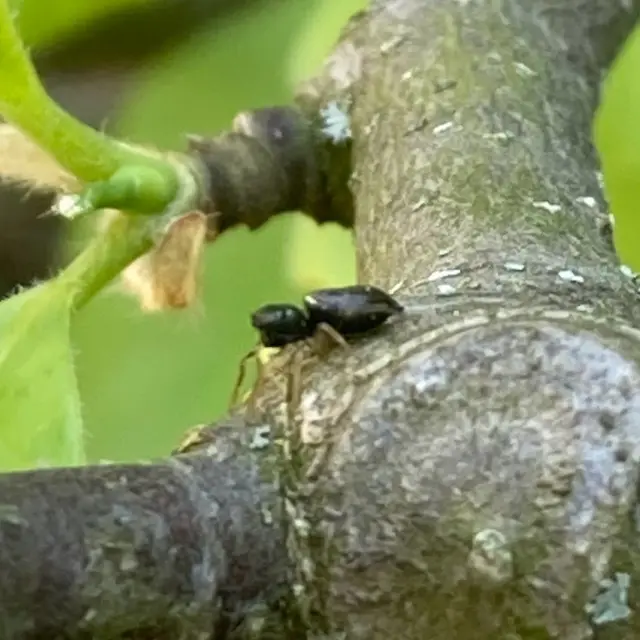 Heliophanus