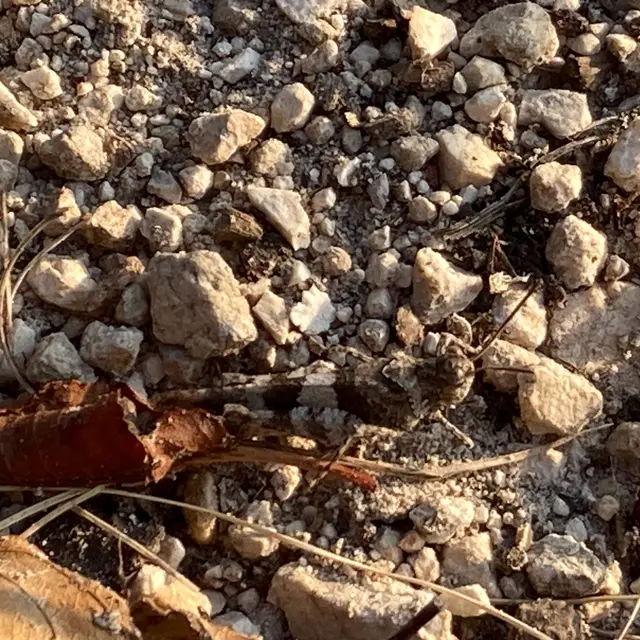 Oedipoda caerulescens - kékszárnyú sáska
