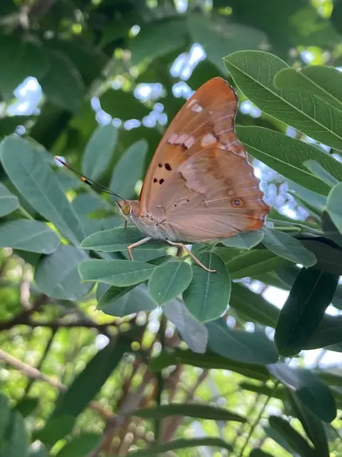 Apatura ilia - kis színjátszólepke