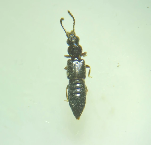 Carpelimus lindrothi Carpelimus lindrothi