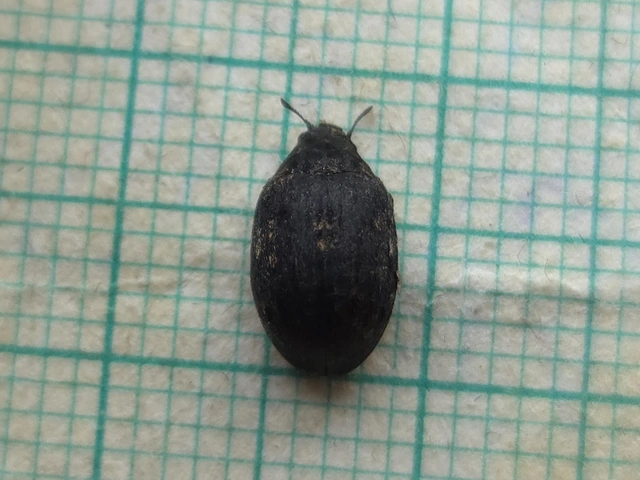 Byrrhus pilula - közönséges labdacsbogár