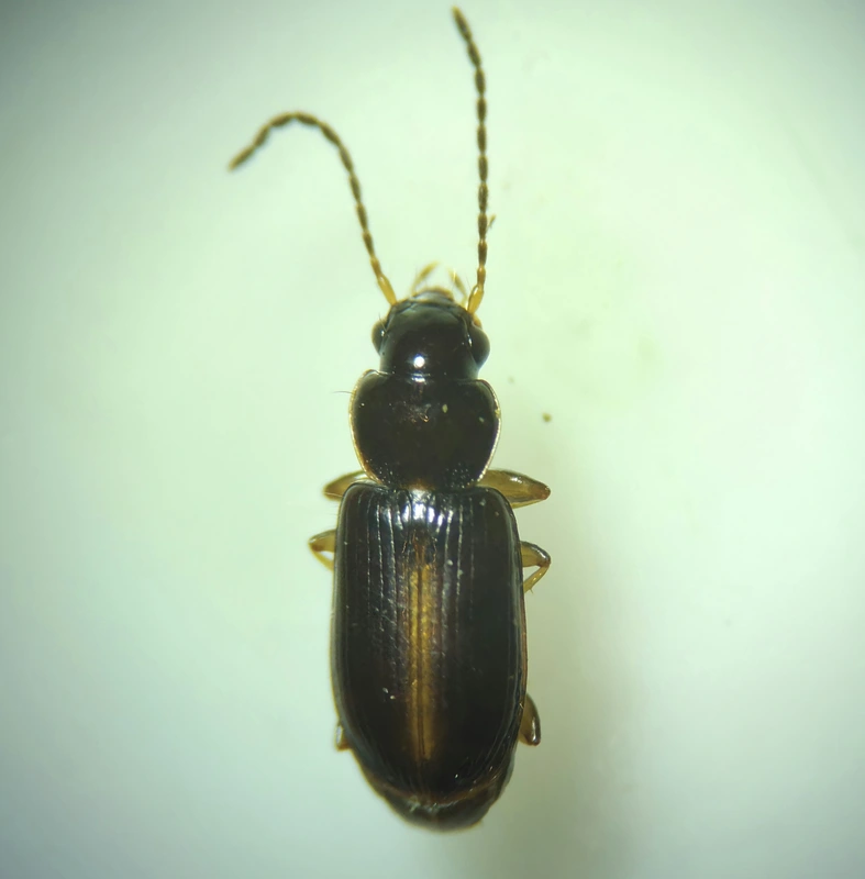 Acupalpus suturalis - sárgavarratú törpefutonc