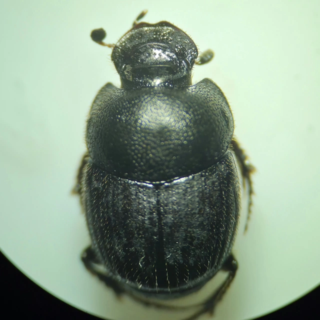 Onthophagus ruficapillus - füstös trágyatúró