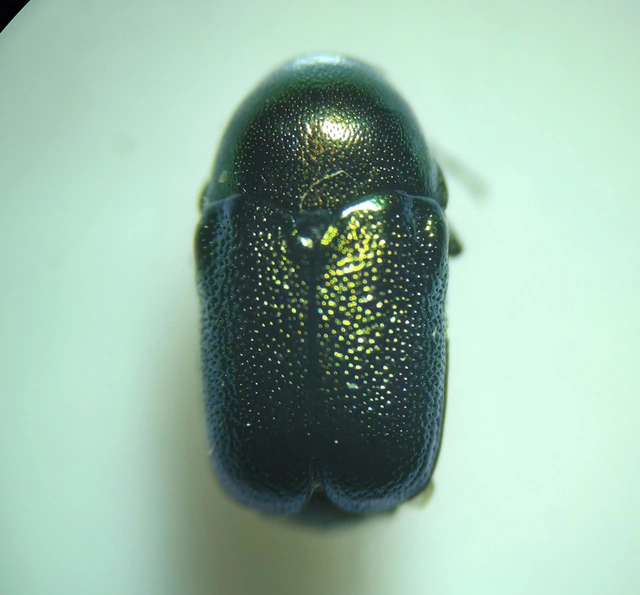 Cryptocephalus transiens - déli fészkesbogár