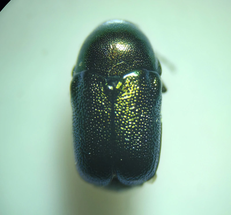 Cryptocephalus transiens - déli fészkesbogár