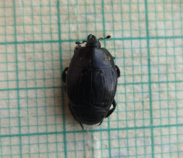 Margarinotus brunneus Margarinotus brunneus