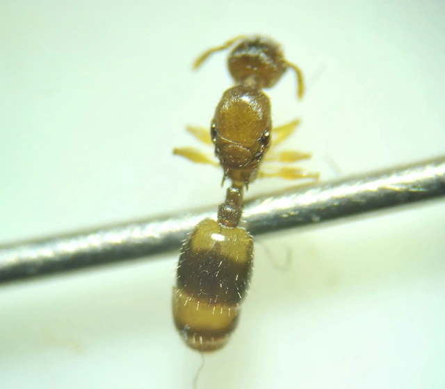 Temnothorax crassispinus - gubacslakó kéreghangya