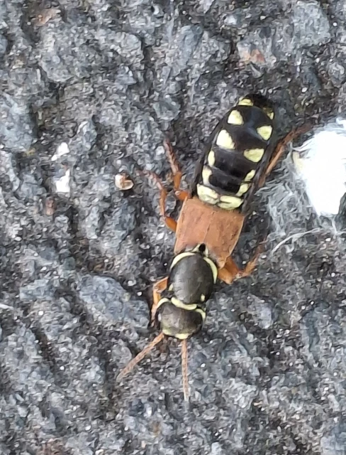 Staphylinus caesareus - aranysujtásos holyva