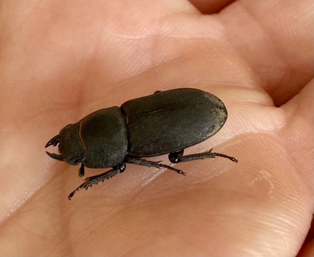 Dorcus parallelipipedus - kis szarvasbogár