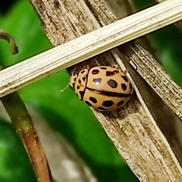 Tytthaspis sedecimpunctata - tizenhatpettyes katica
