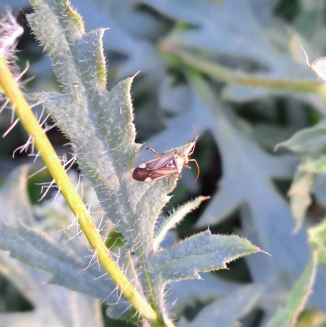 Adelphocoris lineolatus - lucernapoloska