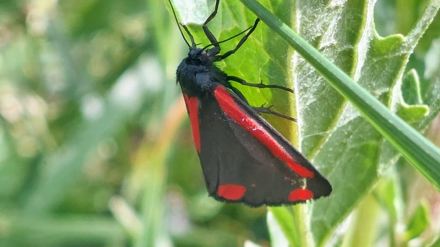 Tyria jacobaeae - jakabfű-medvelepke