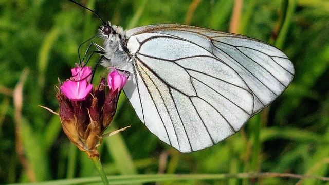 Aporia crataegi - galagonyalepke