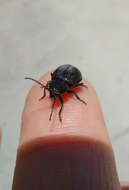 Galeruca tanaceti - fekete olajosbogár