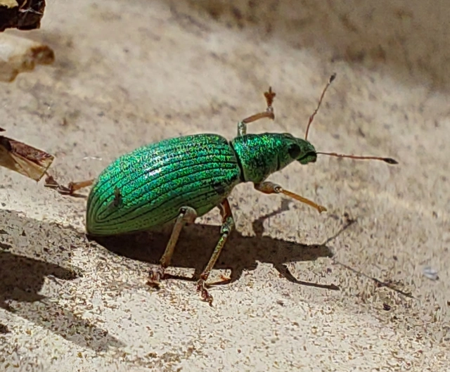 Polydrusus formosus - selymes lombormányos