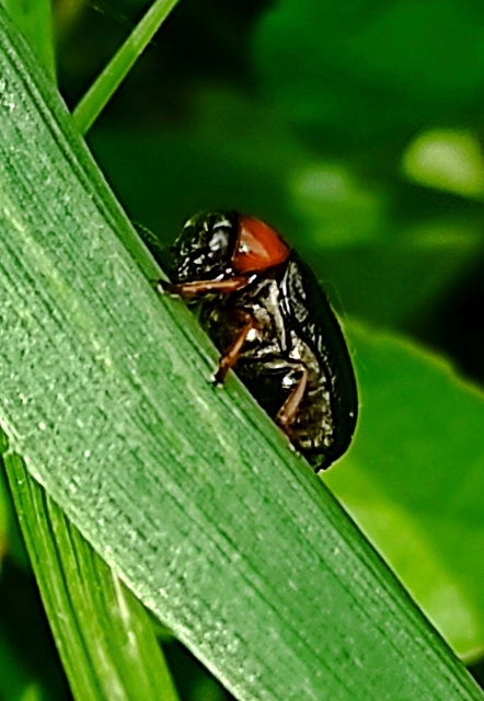 Smaragdina aurita - feketehátú zsáklevelész
