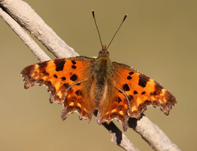 Nymphalis c-album - C-betűs lepke