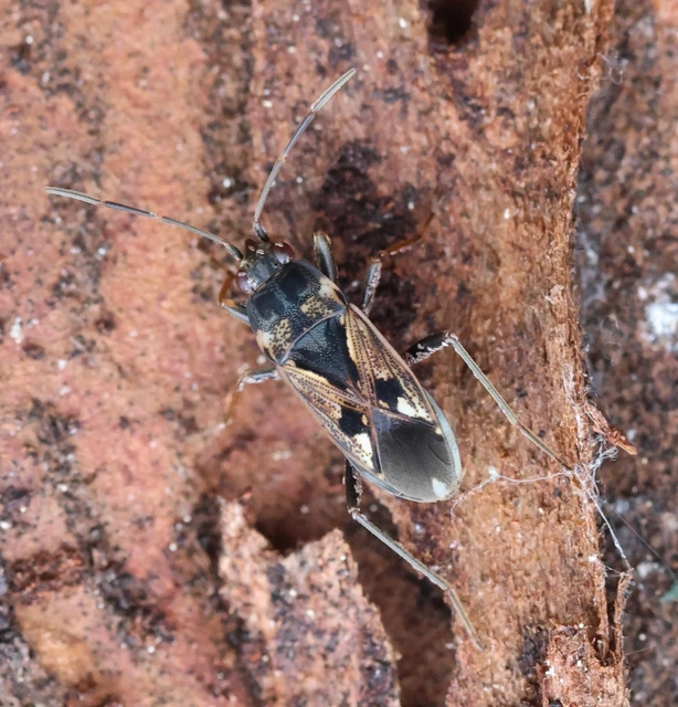 Rhyparochromus vulgaris - közönséges díszesbodobács