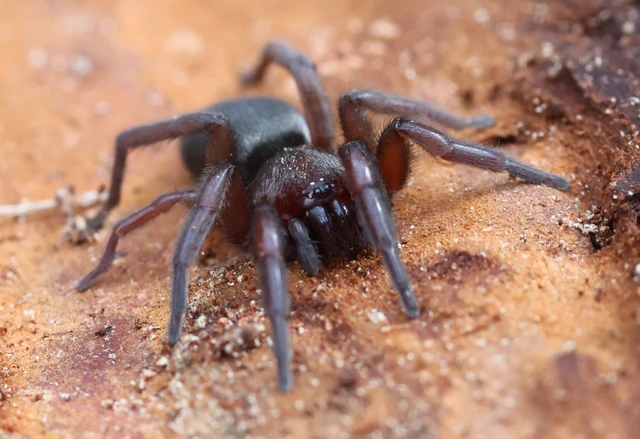 Scotophaeus