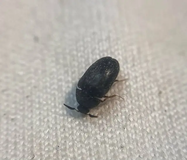 Attagenus schaefferi - fekete szűcsbogár