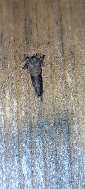 Clostera anastomosis - barna levélszövő