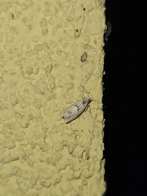 Epinotia bilunana - félholdas tükrösmoly