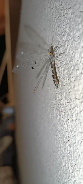 Megistopus flavicornis - kétfoltos hangyaleső