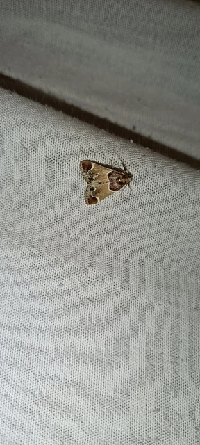 Pyralis farinalis - lisztilonca