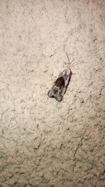 Ponometia candefacta - parlagfűbagoly