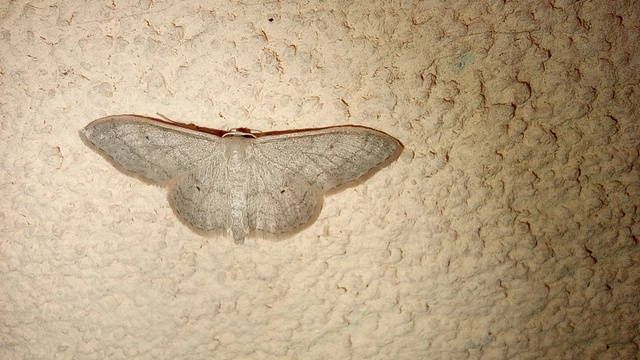 Idaea straminata - szalmasárga sávosaraszoló
