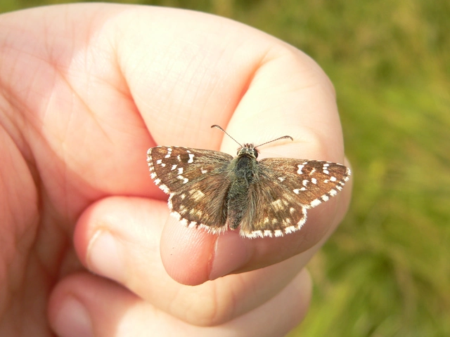 Pyrgus armoricanus - feles busalepke