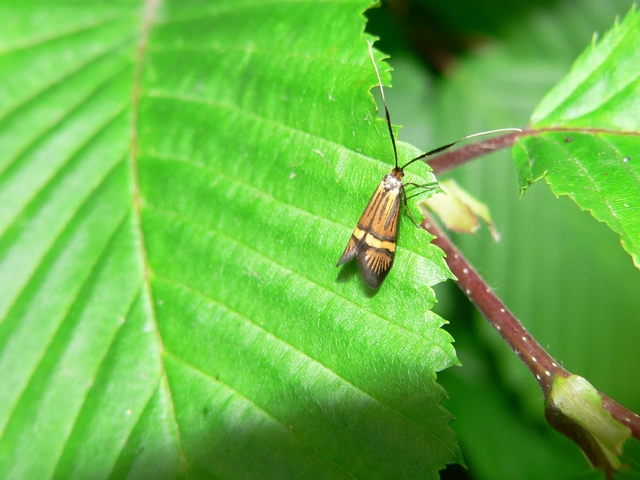 Nemophora degeerella - pompás tőrösmoly
