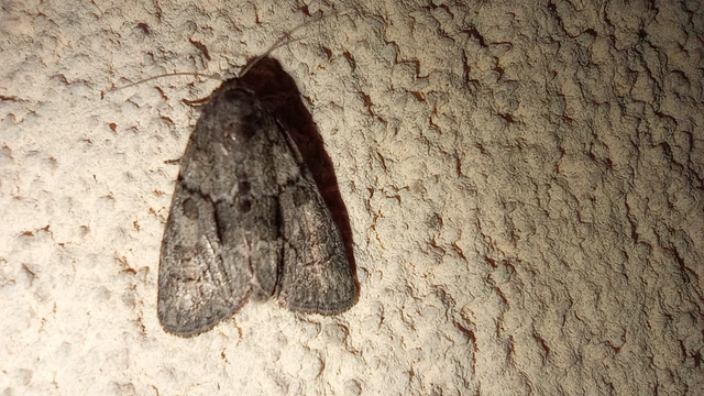 Cryphia fraudatricula - homoki zuzmóbagoly